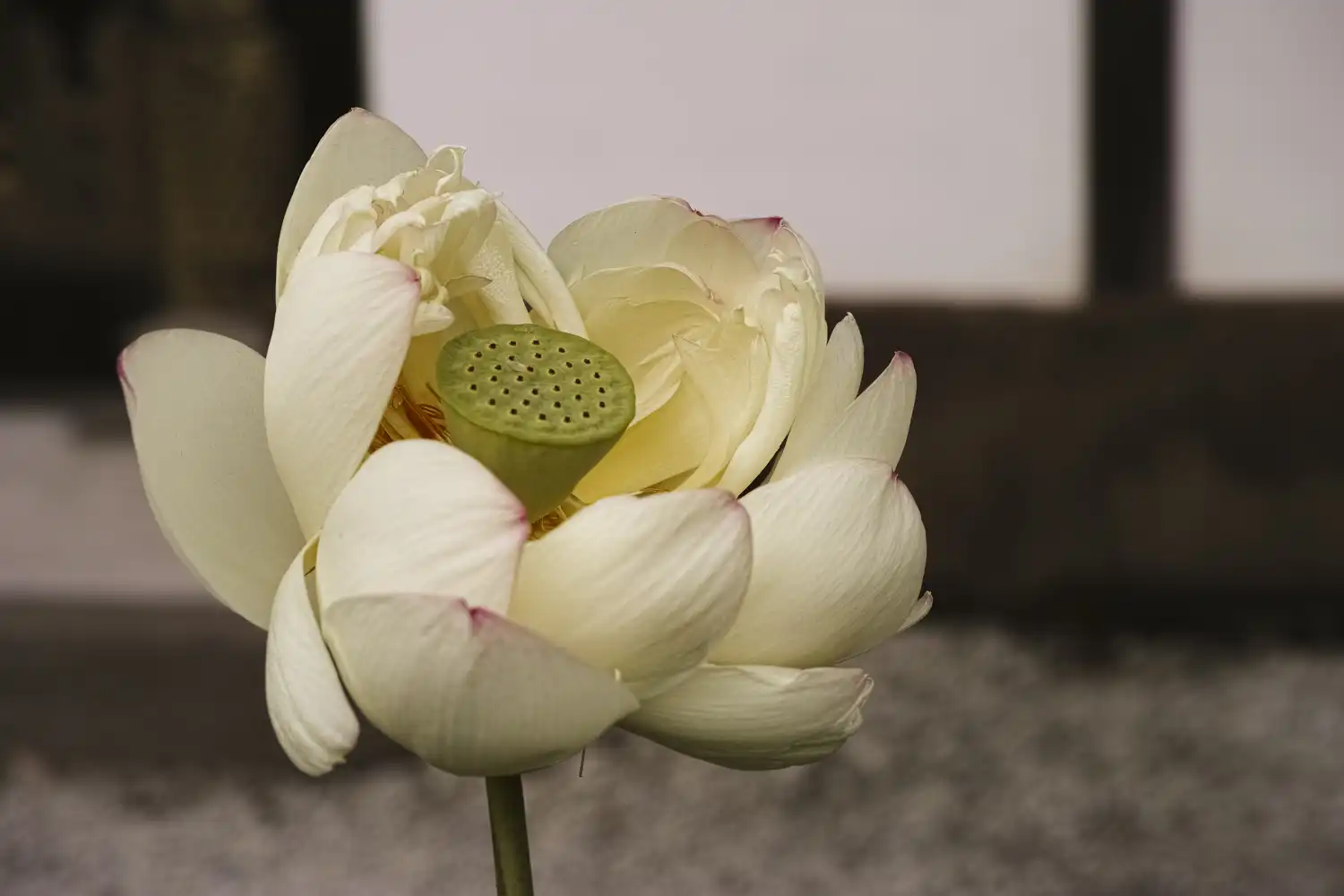 Fleur de Lotus au Lac d'Ueno
